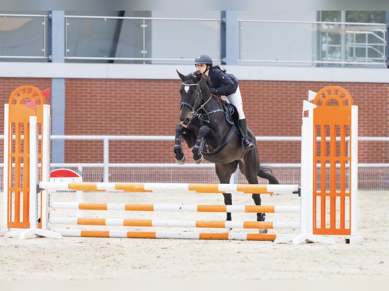 Cheval de sport polonais Jument 6 Ans 165 cm Noir in Lasocin