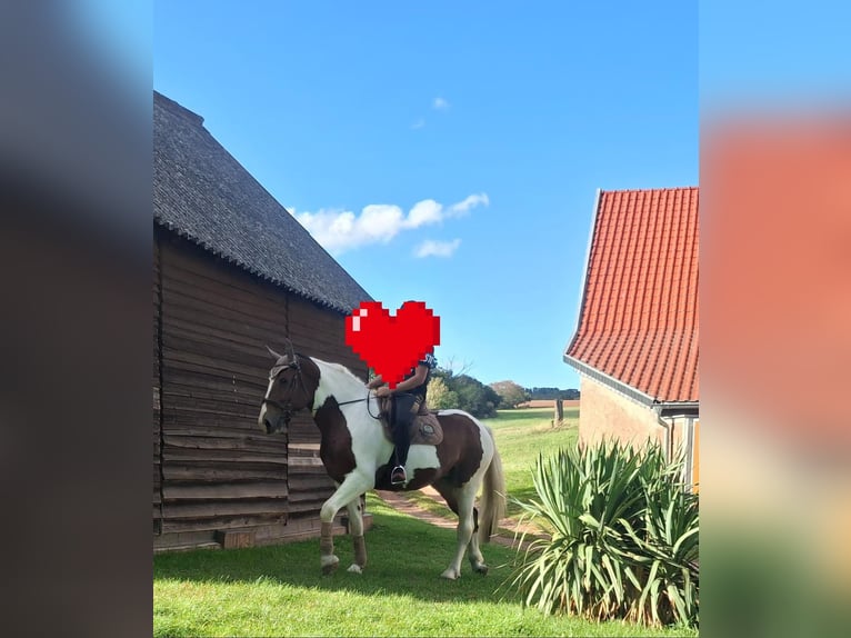 Cheval de sport polonais Jument 6 Ans 165 cm Pinto in Aschersleben