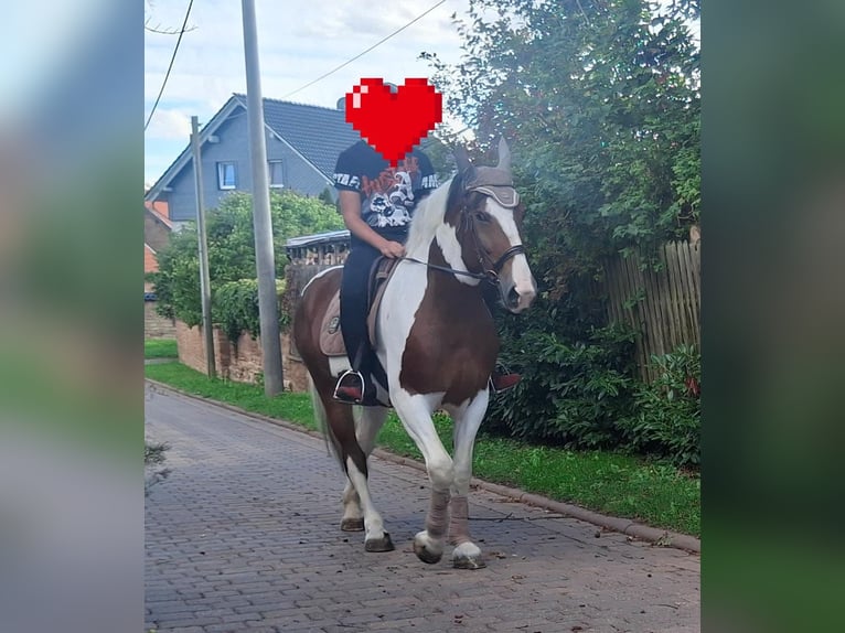 Cheval de sport polonais Jument 6 Ans 165 cm Pinto in Aschersleben