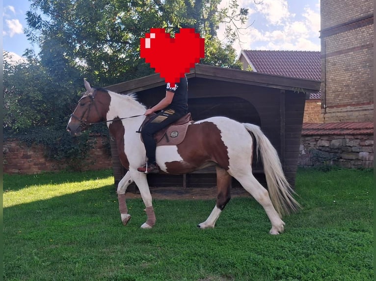 Cheval de sport polonais Jument 6 Ans 165 cm Pinto in Aschersleben