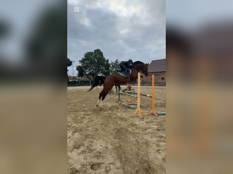 Cheval de sport polonais Jument 6 Ans 166 cm Bai in Kaszyce Wielkie