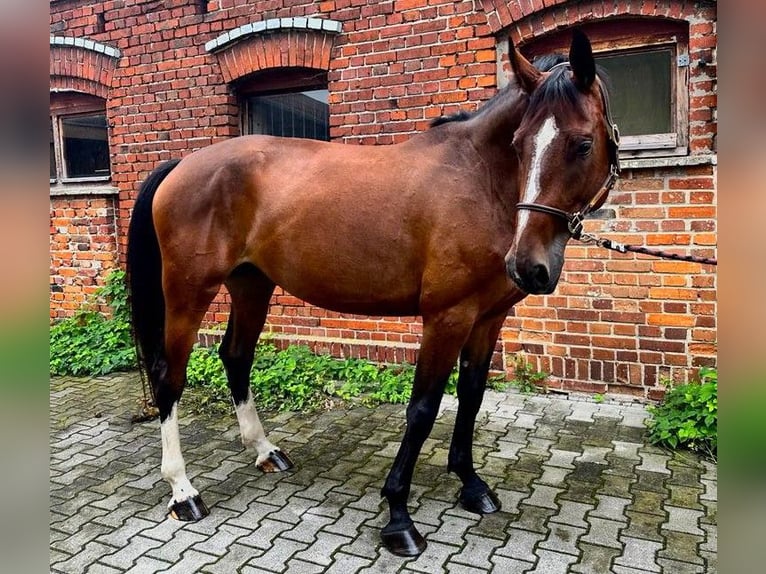 Cheval de sport polonais Jument 6 Ans 166 cm Bai in Kaszyce Wielkie