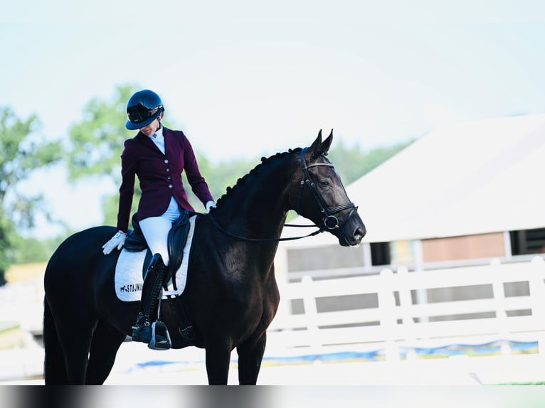 Cheval de sport polonais Jument 6 Ans 168 cm Bai brun in Bagieniec