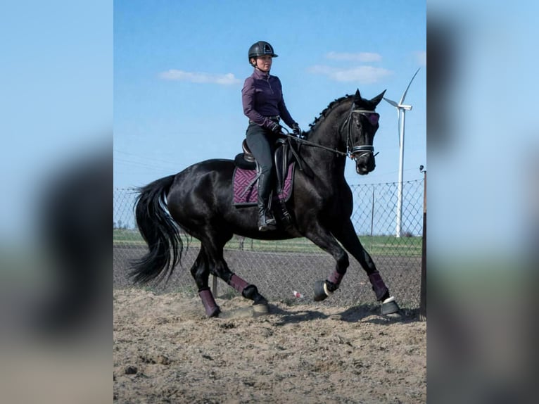 Cheval de sport polonais Jument 6 Ans 168 cm Noir in Kaczkowo