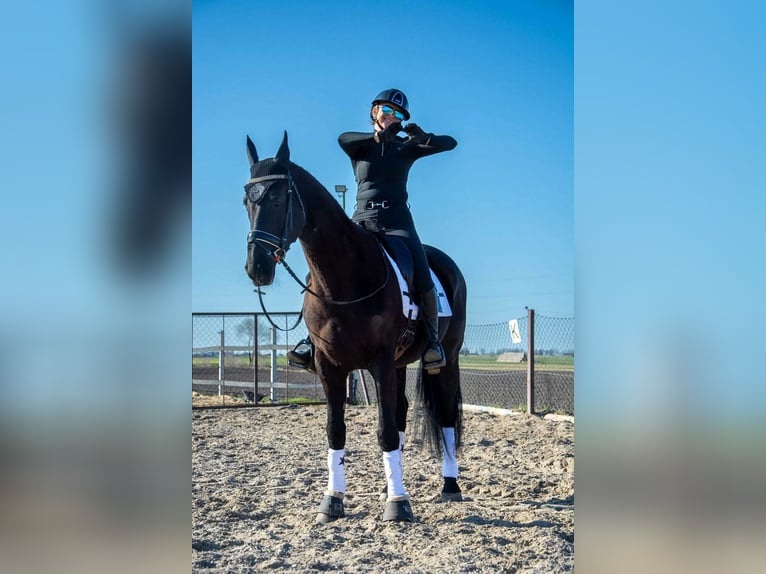 Cheval de sport polonais Jument 6 Ans 168 cm Noir in Kaczkowo