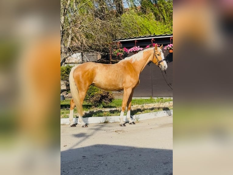Cheval de sport polonais Jument 6 Ans 168 cm Palomino in Piecowice