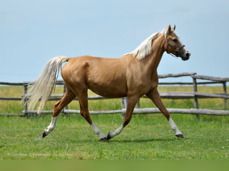 Cheval de sport polonais Jument 6 Ans 168 cm Palomino in Piecowice