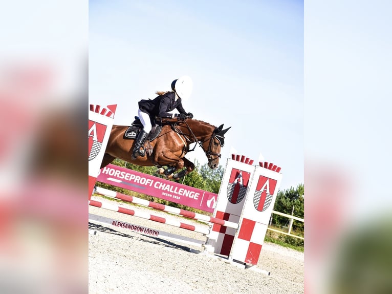 Cheval de sport polonais Jument 7 Ans 165 cm Alezan in Łódź