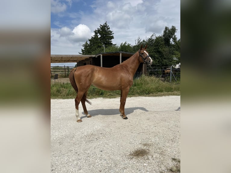 Cheval de sport polonais Jument 7 Ans 165 cm Alezan in Łódź