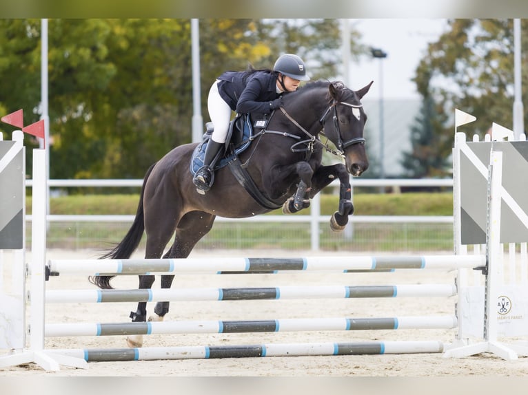 Cheval de sport polonais Jument 7 Ans 165 cm Noir in Lasocin