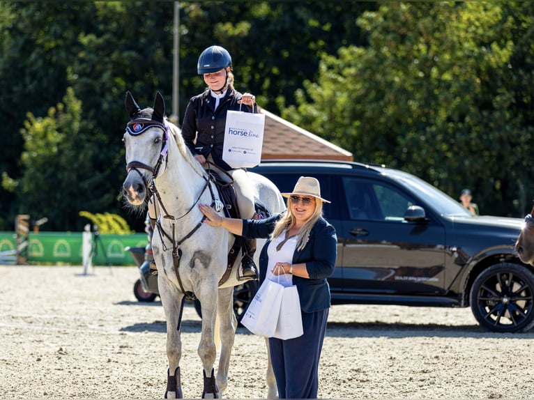 Cheval de sport polonais Jument 7 Ans 166 cm Gris in &#x17B;ywiec