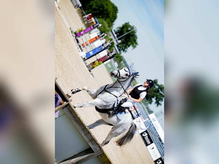 Cheval de sport polonais Jument 7 Ans 168 cm Gris in Świętoszowice