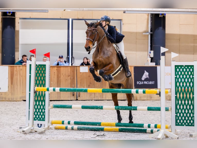 Cheval de sport polonais Jument 7 Ans 169 cm Bai in Motycz-Józefin