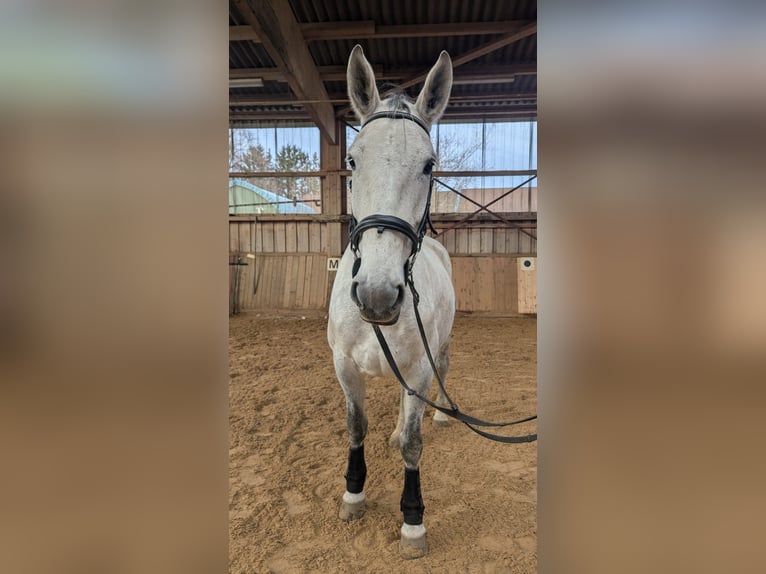 Cheval de sport polonais Jument 7 Ans 170 cm Gris in M&#xFC;nchen