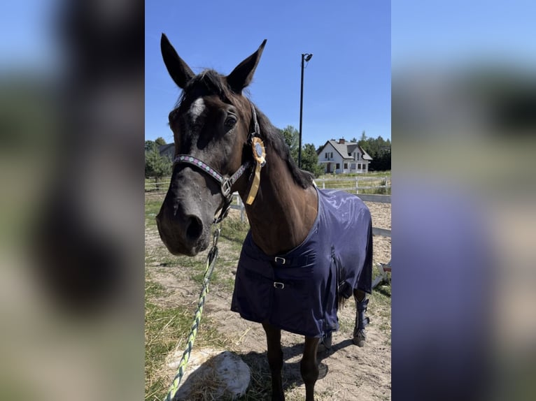 Cheval de sport polonais Jument 7 Ans 173 cm Bai brun foncé in Siedlce