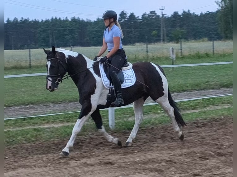 Cheval de sport polonais Jument 8 Ans 160 cm  in Forst