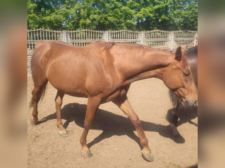 Cheval de sport polonais Jument 8 Ans 165 cm Bai clair in Daszyna