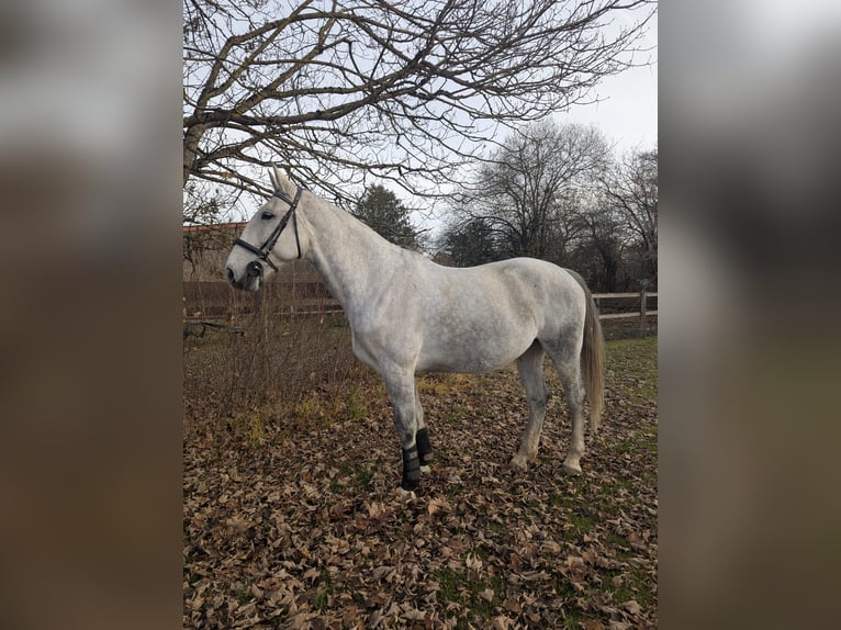 Cheval de sport polonais Jument 8 Ans 170 cm Gris in München