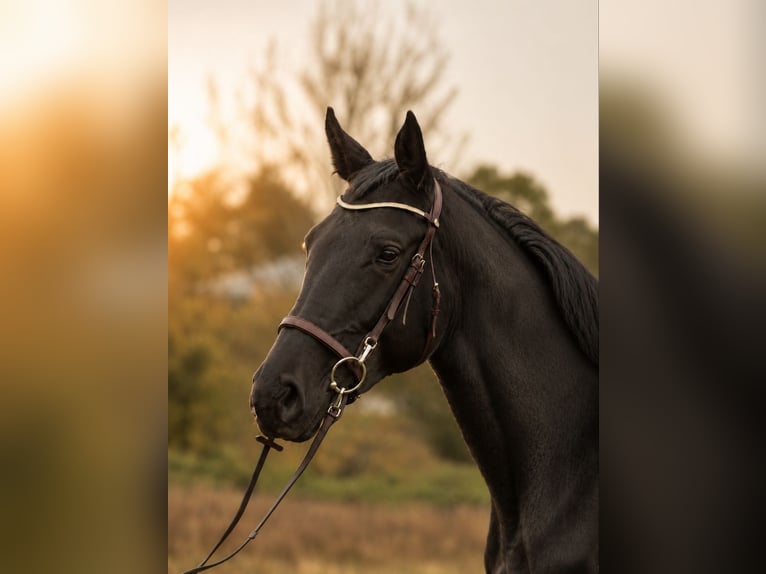 Cheval de sport polonais Jument 8 Ans 170 cm Noir in Bredstedt