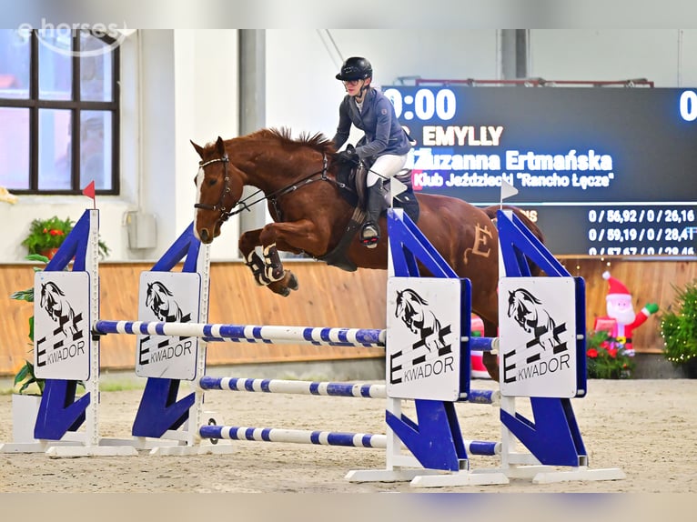 Cheval de sport polonais Jument 9 Ans 160 cm Alezan in Elbląg