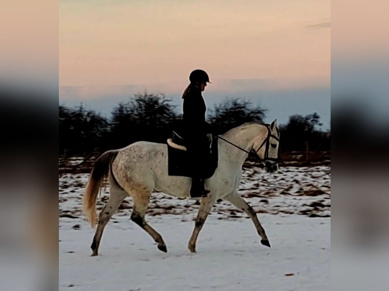 Cheval de sport polonais Jument 9 Ans 163 cm Gris in Forst
