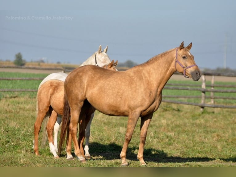Cheval de sport polonais Jument 9 Ans 166 cm Palomino in Piecowice