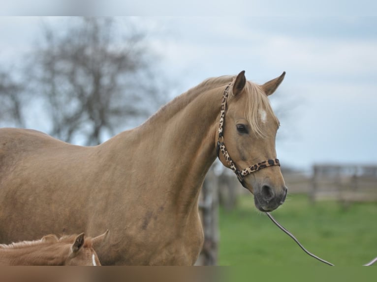 Cheval de sport polonais Jument 9 Ans 166 cm Palomino in Piecowice