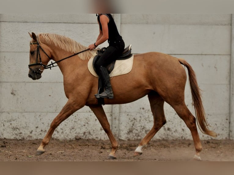 Cheval de sport polonais Jument 9 Ans 166 cm Palomino in Piecowice