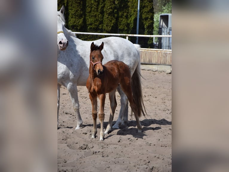 Cheval de sport polonais Jument Poulain (03/2026) 165 cm Bai in Chełmno