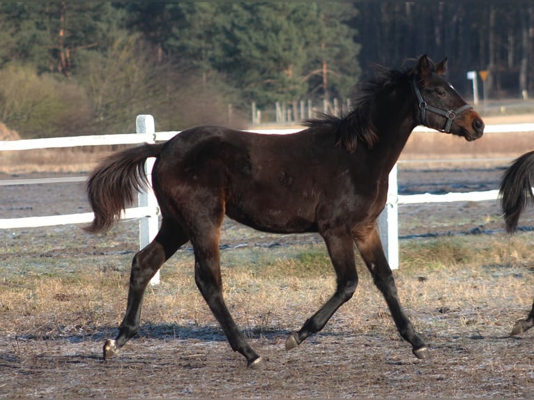 Cheval de sport polonais Jument Poulain (03/2025) 167 cm Bai brun in Santok