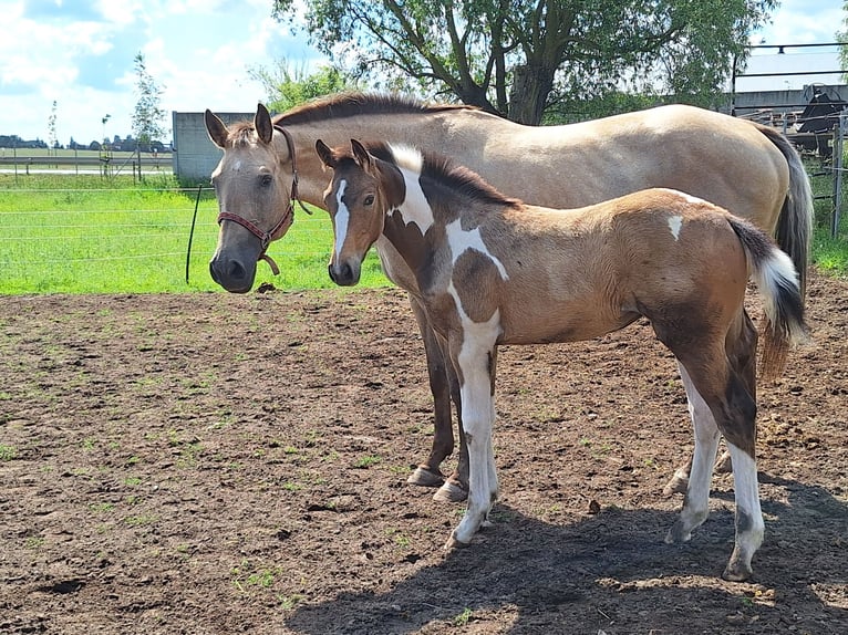 Cheval de sport polonais Jument Poulain (02/2026) 170 cm Tobiano-toutes couleurs in Gniezno