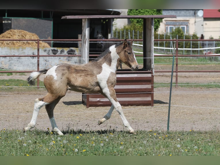 Cheval de sport polonais Jument Poulain (02/2026) 172 cm Pinto in Gniezno