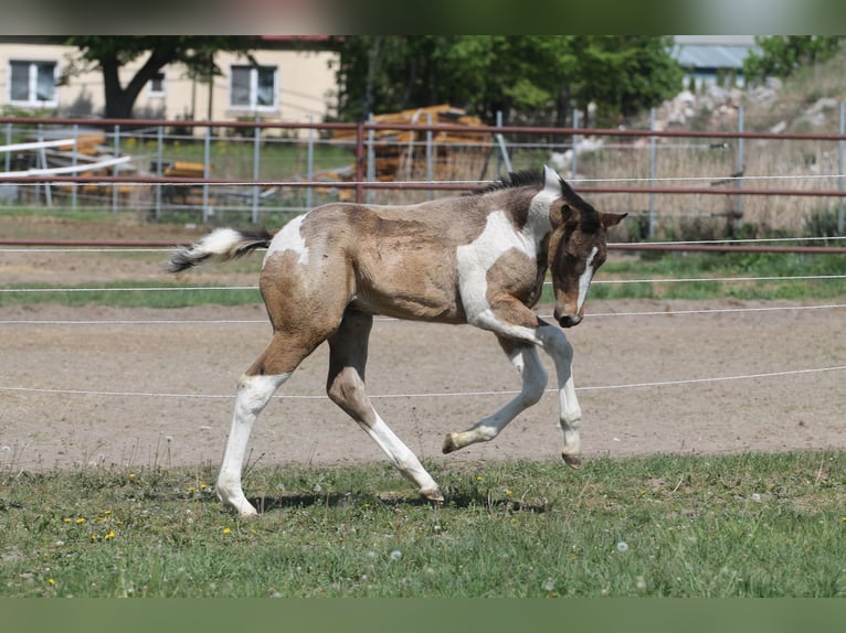 Cheval de sport polonais Jument Poulain (02/2026) 172 cm Pinto in Gniezno
