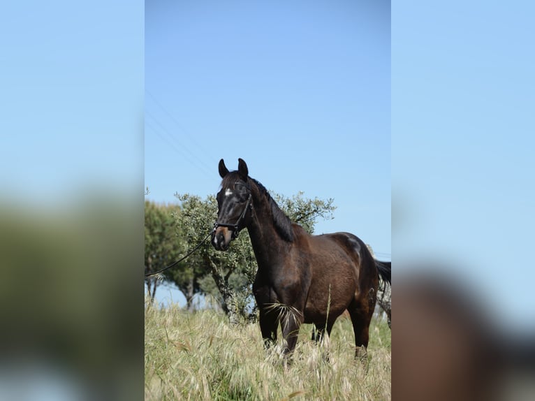 Cheval de sport portugais Étalon 2 Ans 162 cm Noir in Água Derramada