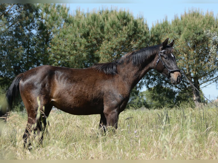 Cheval de sport portugais Étalon 2 Ans 162 cm Noir in Água Derramada