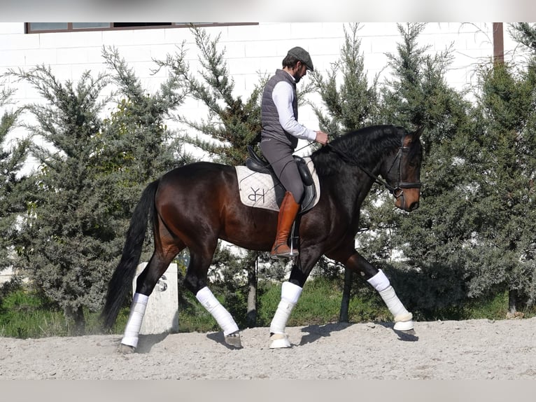 Cheval de sport portugais Croisé Étalon 4 Ans 161 cm Bai in Navarra