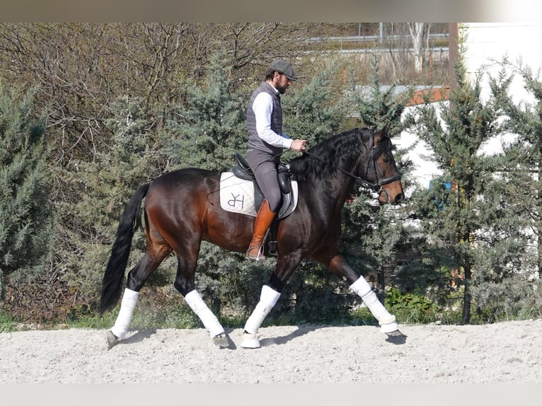 Cheval de sport portugais Croisé Étalon 4 Ans 161 cm Bai in Navarra
