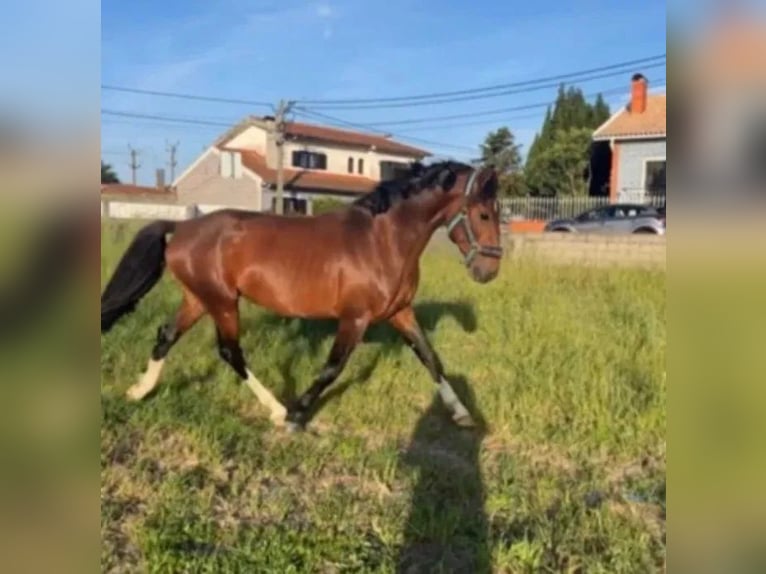 Cheval de sport portugais Croisé Étalon 4 Ans 165 cm Bai cerise in AVEIRO