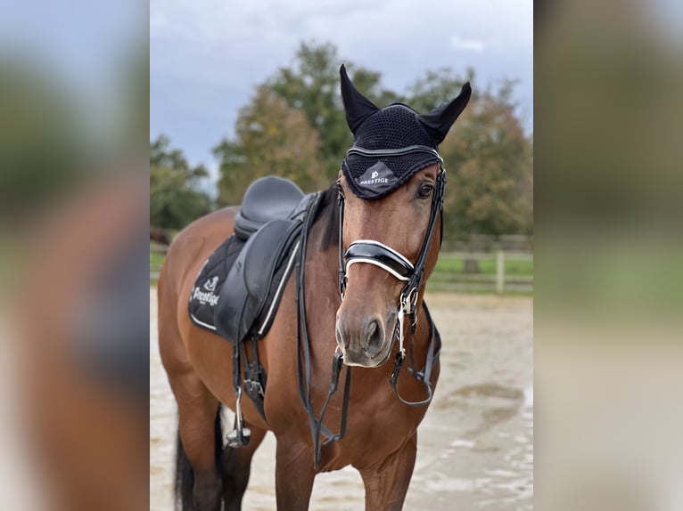 Cheval de sport portugais Étalon 7 Ans 170 cm Bai in Montbrison