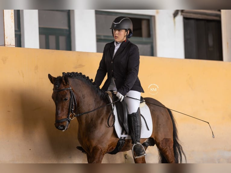 Cheval de sport portugais Étalon 9 Ans 135 cm Bai brun in Ponte de Lima
