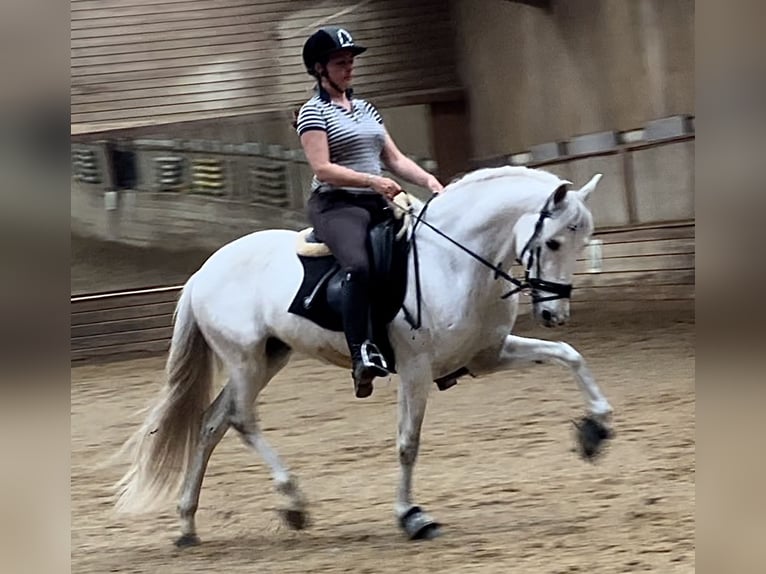 Cheval de sport portugais Hongre 10 Ans 160 cm Gris in Kronberg