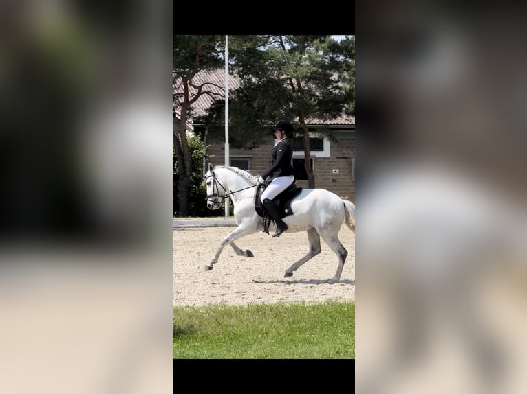 Cheval de sport portugais Hongre 10 Ans 160 cm Gris in Kronberg