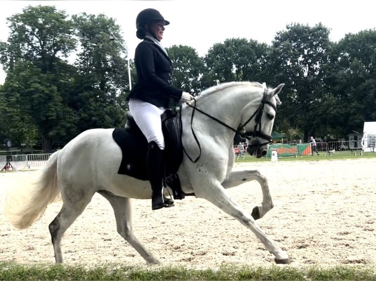 Cheval de sport portugais Hongre 10 Ans 160 cm Gris in Kronberg