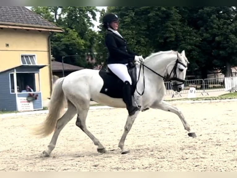 Cheval de sport portugais Hongre 10 Ans 160 cm Gris in Kronberg