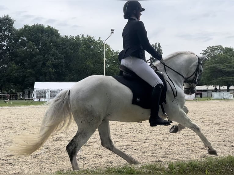 Cheval de sport portugais Hongre 10 Ans 160 cm Gris in Kronberg