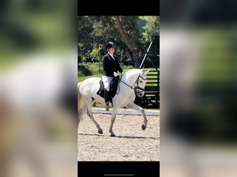 Cheval de sport portugais Hongre 10 Ans 160 cm Gris in Kronberg