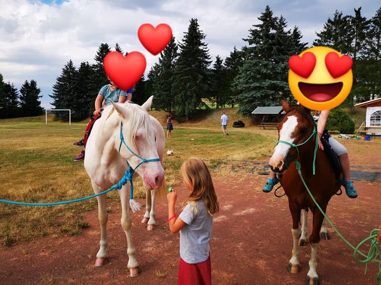 Cheval de sport portugais Hongre 12 Ans 152 cm Cremello in Wurzbach