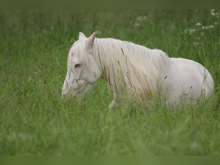 Cheval de sport portugais Hongre 12 Ans 152 cm Cremello in Wurzbach