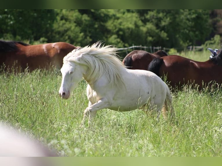 Cheval de sport portugais Hongre 12 Ans 152 cm Cremello in Wurzbach