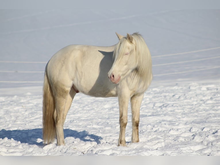 Cheval de sport portugais Hongre 12 Ans 152 cm Cremello in Wurzbach